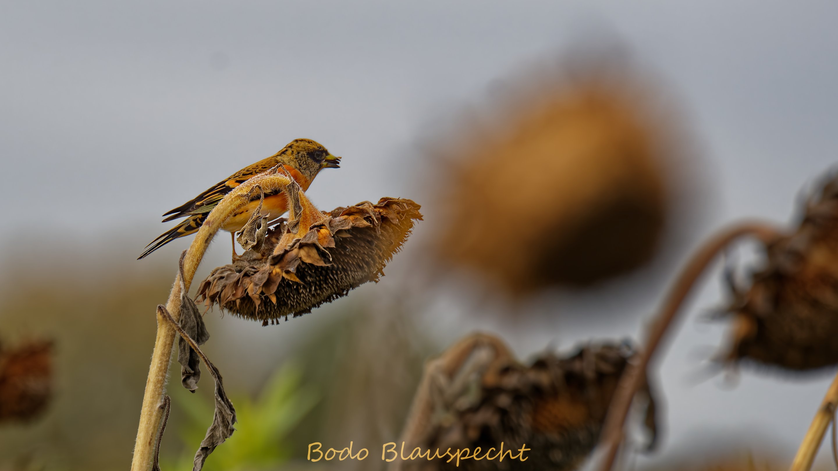 Bergfink   Steveraue   026 2021.10.25 14.38.13 HQ